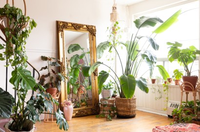 ইনডোর প্ল্যান্ট: ঘরকে সাজিয়ে তোলার অনন্য উপায়